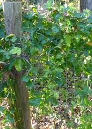 Image result for Passiflora suberosa