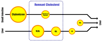 Remnant Cholesterol What Every Low Carber Should Know