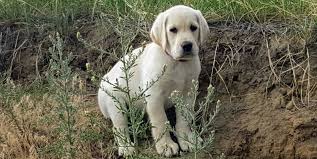 At twin lakes kennel, we have been breeding and training world class labrador. Waltzing Ponderosa Kennels