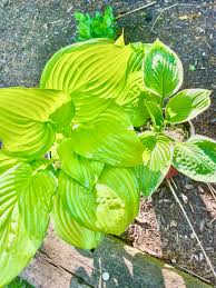 How To Grow And Care For Hostas