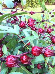 Image result for Hibiscus barbosae