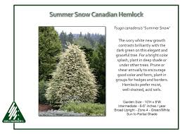 Shear the hedge so the top is narrower than the bottom to prevent bottom branches from dying off due to lack of light. Hemlock Trees For Sale