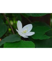 We notice you are using a browser that our site does not support. Flower Seeds White Orchid Like Flowering Plant Orchid Like Flower Kitchen Garden Suitable For Roof Top Gardening Bags Home Garden Plant Seeds Eco Pack Garden Plant Seeds By Ohhsome Buy Flower