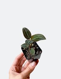Very few orchids are truly fragrant, let alone jewel orchids, so this one is truly special. Jewel Orchid Shop Ludisia Discolor Hoya And Specimen Houseplants Pistils Nursery