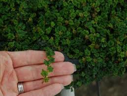 Image result for ficus pumila