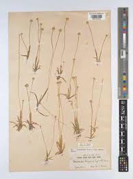 Image result for Eriocaulon schimperi