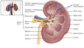 Blood may flow out of the body, as external bleeding, or it may flow into the spaces around organs or directly into organs. Arcuate Vein Wikipedia