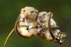 So Happy Lachende Haselmause Kuscheln Vertraumt Tiere Niedliche Tiere Gluckliche Tiere