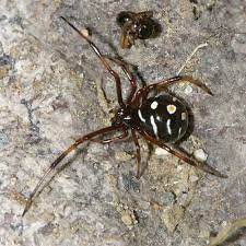 Black widow spiders build their webs at night. Immature Northern Black Widow Latrodectus Variolus Black Widow Spider Immature