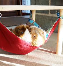 The nest comes with a buckle which can easily fix the nest in the cage. Guinea Pig Hammocks