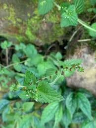 Image result for Veronica javanica