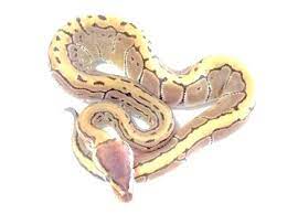 In this video i'll show you the pinstripe ball pythons in my collection and share some pinstripe history with you.enjoy! Pinstripe Ball Python For Sale With Live Arrival Guranatee Xyzreptiles