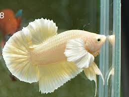 Dumbo este tachinat de ceilalţi elefanţi , el fiind acum singur; Live Betta Dumbo Gold Ohm Male Betta Fish Pet Male