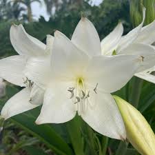 Image result for Crinum jagus