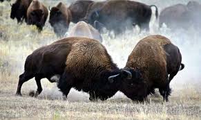 40 Marvellous Animals Fighting Pictures To Stunned You Buffalo Animal American Bison Bison