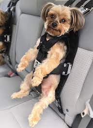 the rocketeer pack multifunctional harness dog car harness dog seat belt dog seat