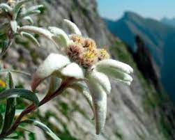 Edelweiss Leontopodium Flower Edelweiss Flower Edelweiss Flowers