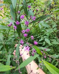 Image result for Vernonia turbinella