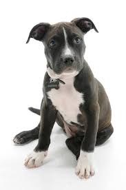 Pictures Of American Staffordshire Terrier Dog Breed Staffordshire Terrier Dog Breeds American Staffordshire Terrier