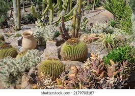 Image result for Cactaceae