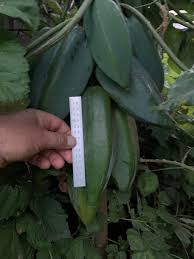 Image result for Leptactina benguelensis