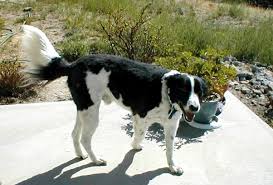 This is the life ❤. What Kind Of Temperament Does A Great Pyrenees Australian Shepherd Mix Have Quora