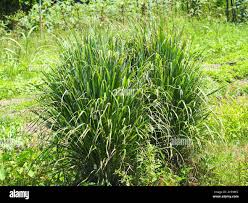 Image result for Cymbopogon nardus