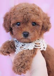 0534 467 6979 Toy Poodle Yavrusu Mama Pet Malzeme Kampanyali Her Ile Teslim 24 Saat Icinde Turkiyenin Her Yerine Toy Poodle Puppy Poodle Puppy Teacup Puppies