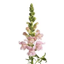 Image result for Sutera debilis