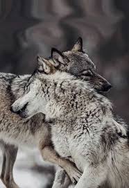 Be Still My Heart Animals Wild Wolf Dog Cute Animals