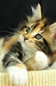 Fancitaste Untitled On We Heart Ithttp Weheartit Com Entry 79810395 Via Luna Mi Angel Cats Kittens Cutest Cute Animals