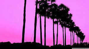 2048x1152 wallpaper for youtube in 2019 2048x1152. 2048 Pixels Wide And 1152 Pixels Tall Aesthetic Google Search Palm Tree Background Nature Aesthetic Amazing Hd Wallpapers