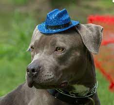 We did not find results for: Pitbull Rescue Indiana Pitbull Puppies