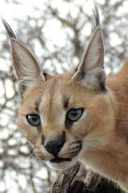 caracal harry and rowena kennedy cat bigcat wildlife wildanimal caracal african cats small wild cats caracal cat