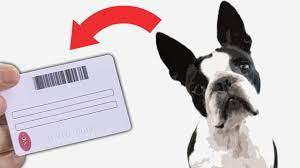 kedi ya da kopegime nasil kimlik cikaracagim 2021 guncel urlavet veteriner poliklinik