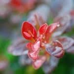 Best time of year to seed is generally from august 15th through october 15th. Barberry Plant Information Growing And Caring For Barberry Shrubs