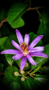 Image result for Grewia microcarpa