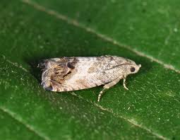 Image result for Cydia splendana