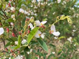 Image result for Feretia aeruginescens