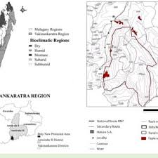 Image result for Scleria lateritica