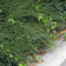 Image result for Equisetum ramosissimum