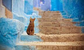 Cats From Chefchaouen Morocco Katzen Fotos Katzenliebhaber Katzen Rassen