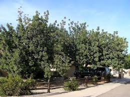 Image result for Ceratonia siliqua