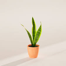 Image result for Vahadenia laurentii