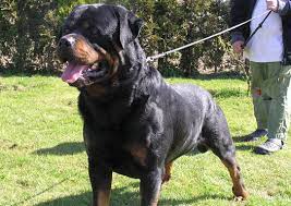 What Is The Difference Between The German Rottweiler And The American Rottweiler Rottweiler Articles Rottweiler Information West Coast Rottweilers