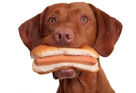 Resultado de imagem para cão no lixo   gif animado