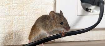 They can spread diseases such as hantavirus, salmonella and listeria through their urine, droppings, saliva, and nesting materials. How Do Mice Get In Your Home And How To Get Rid Of Them Safeguard Pest Control
