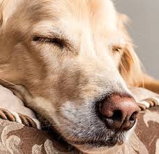 Ein bett hat pfosten, füße oder einen kasten. Wie Schlafen Hunde Wichtige Tipps Zum Schlafverhalten Vs