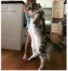 Table of domestic cat weights the weights of nearly all the domestic cat breeds including unrecognized breeds and cat types (as opposed to a breed) in tabular form including small and large weights. How Much Does Your Maine Coon Weigh Quora