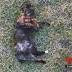 Encuentran muerto a otro gato de familia de Hialeah